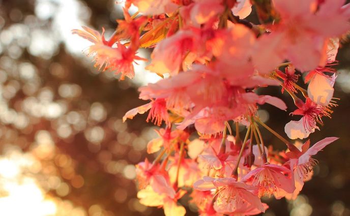 そろそろ、桜が咲き始める時期ですね。
過去画像から、夕方の桜です。

#桜 #春 #花 #夕方 #玉ぼけ #cherryblossom #evening #blossom