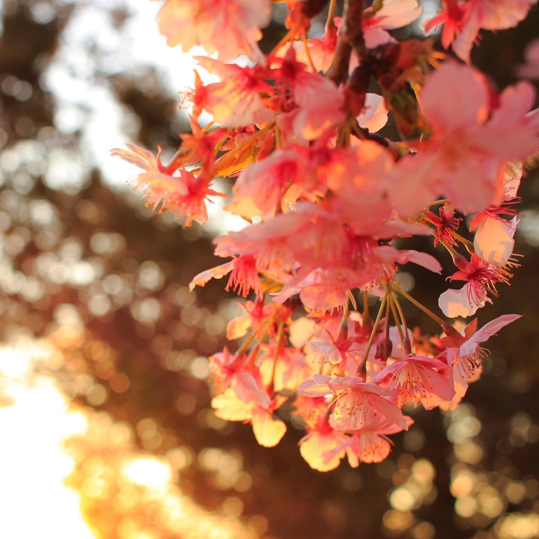 そろそろ、桜が咲き始める時期ですね。
過去画像から、夕方の桜です。

#桜 #春 #花 #夕方 #玉ぼけ #cherryblossom #evening #blossom-1