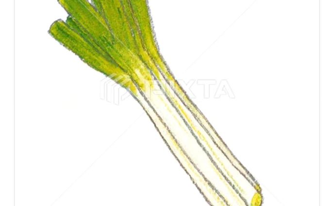 ⁡■【秋冬のお野菜】
＼ネギです／
⁡⁡
⁡⁡
⁡素材イラストとしてPIXTAさまにて販売中〜⁡
⁡よろしくお願いします⁡⁡🙇🏻‍♀️‪‪´-
⁡⁡⁡⁡
⁡
https://pixta.jp/illustration/90294779
⁡⁡⁡⁡┈┈┈┈┈┈┈┈┈┈
⁡
⁡
⁡#素材イラスト #pixta #ネギ⁡ #ねぎ #watercolors #水彩色鉛筆 #illustration #イラスト #クライアントさんと繋がりたい #挿絵 #出版社さんと繋がりたい  #食べ物イラスト #野菜イラスト #雑誌のお仕事をしたいです #飲食店さんを応援したい #書籍のお仕事をしたい