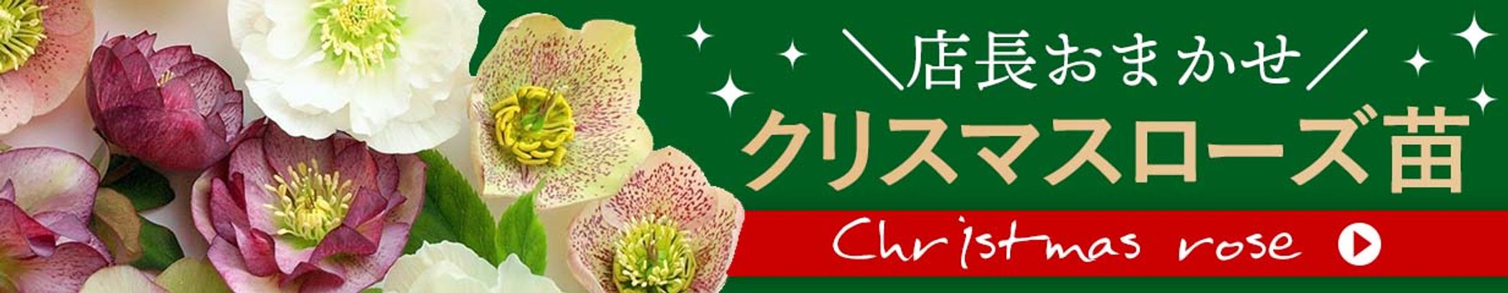 クリスマスローズ商品ページ制作-1