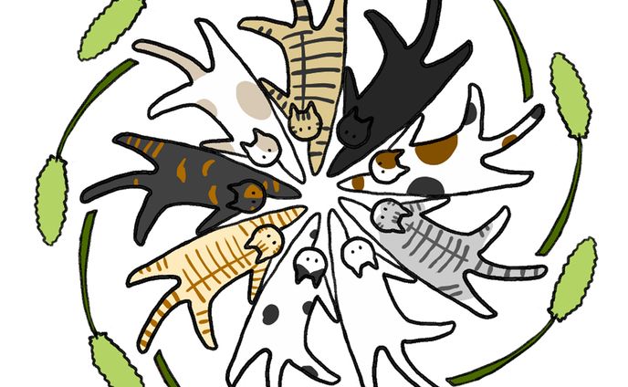 和猫じゃらし