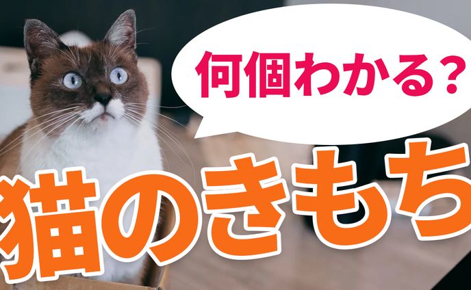 YouTubeサムネイル（猫）