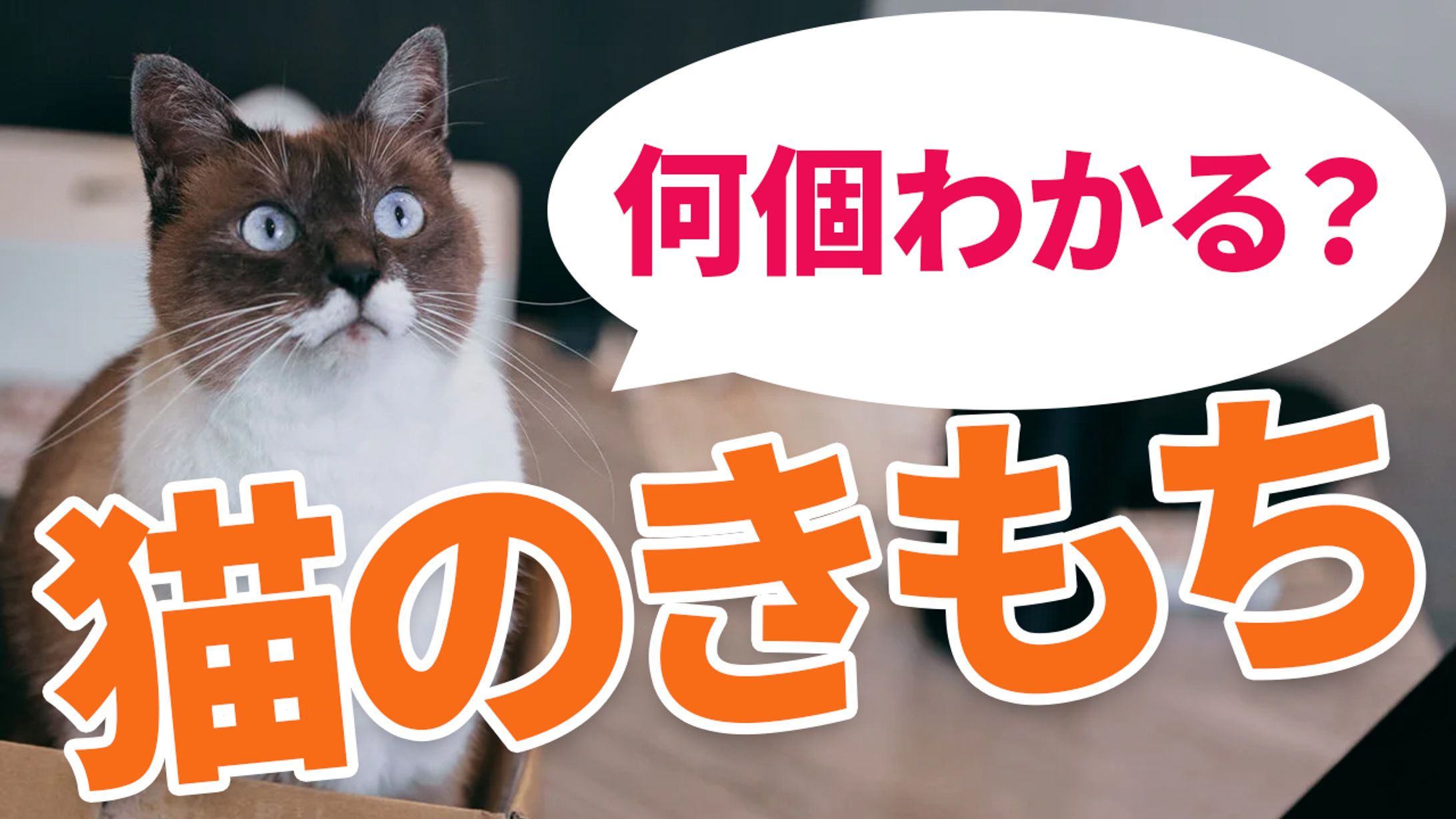 YouTubeサムネイル（猫）-1