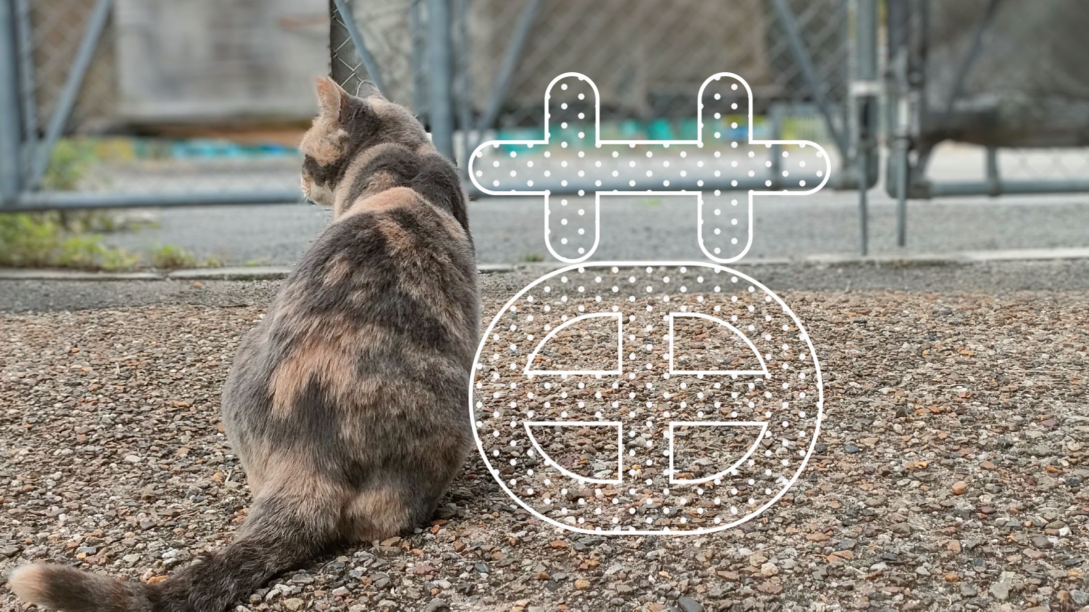 まちもじ散歩「猫」「綿」「積」「看」20251107-1