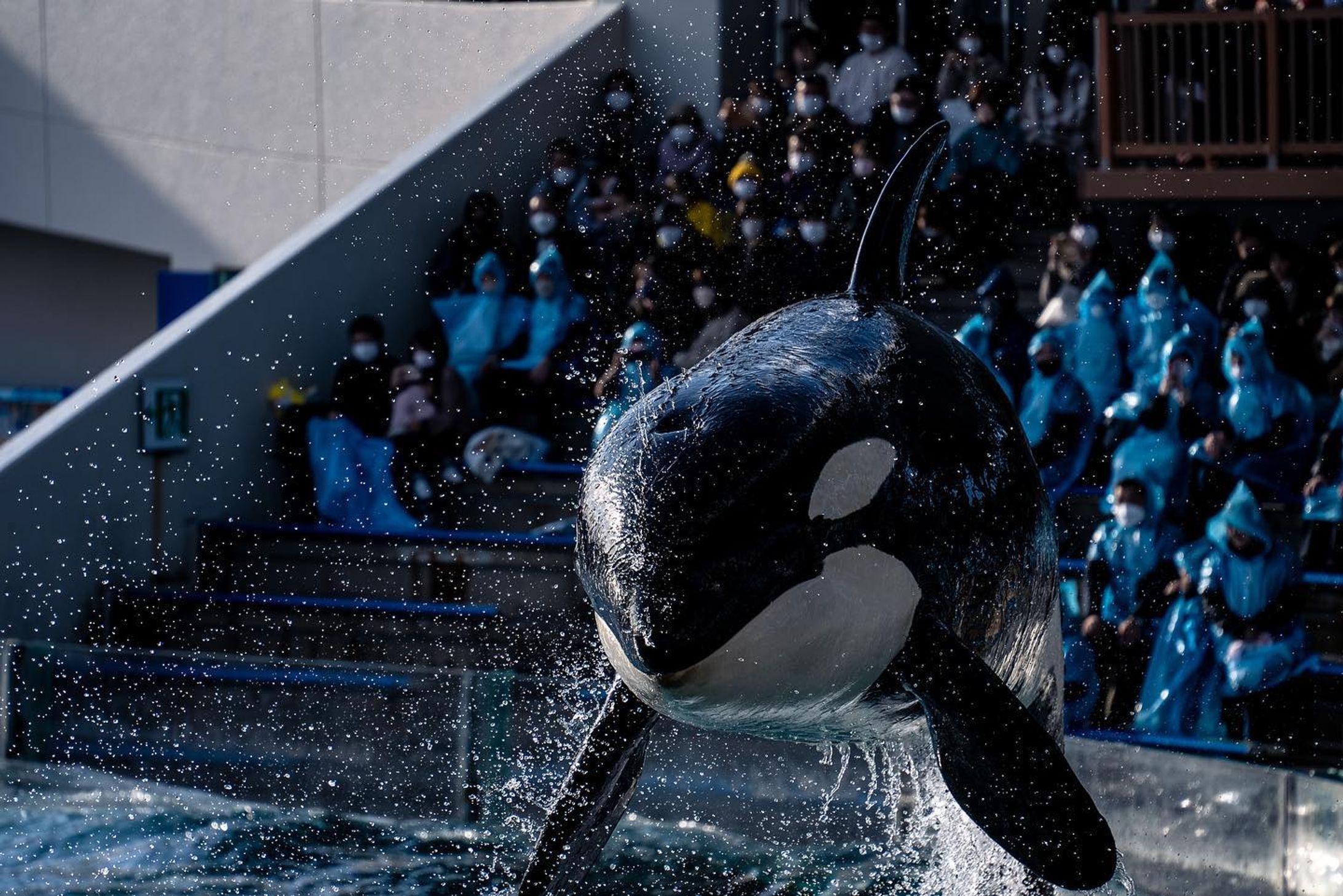 顔面力💥

2022.12.09

#鴨川シーワールド #鴨シー #kamogawaseaworld 
#鴨シー好きな人と繋がりたい 
#鴨シーの素晴らしいを伝えたい 
#シャチ #orca #killerwhale 
#南房総 #水族館 #nature #photography-1