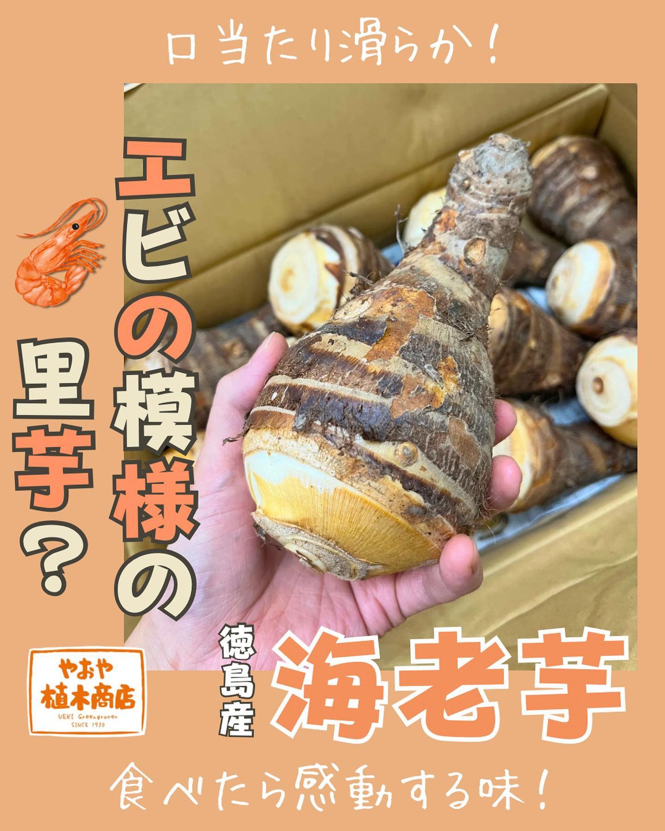海老🦐のような独特な模様

徳島産「海老芋」

ふつうの里芋と思うことなかれ！
食べたらその滑らかさに驚きます😳

ねっとりもっちりしていて
滑らか〜🥰🥰

口に入れた瞬間
幸せになれます🥺

蒸して塩で食すもよし、煮付けにするも良し、お出汁でシンプルに素材の味を楽しんでも🤤

ご来店お待ちしております(*^^*)

 #海老芋
 #徳島
 #里芋
 #グルメ-1