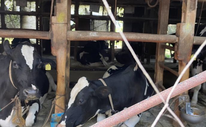 牛。
Cows. 
Only pictures tell you a sentimental autumn story.