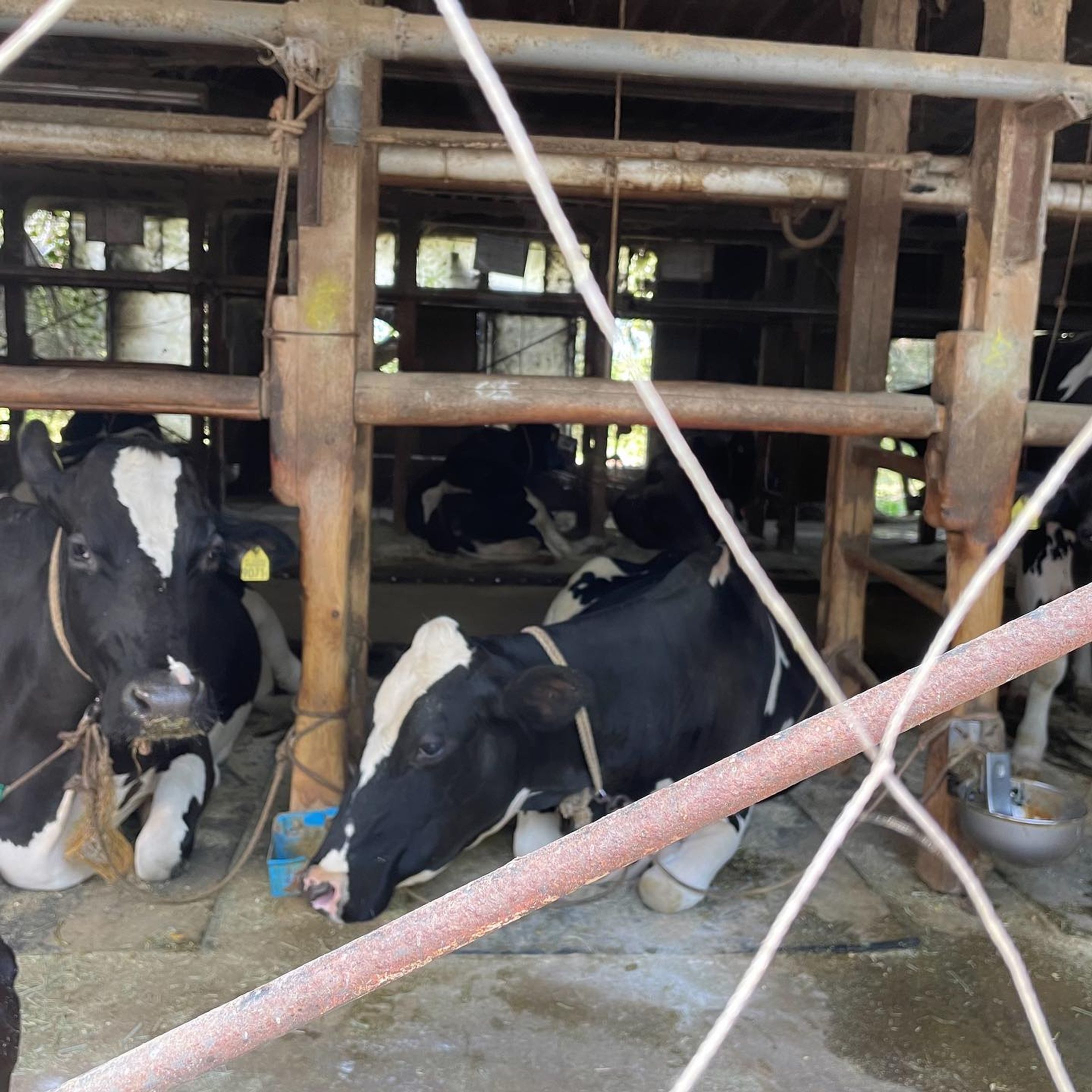 牛。
Cows. 
Only pictures tell you a sentimental autumn story.-1