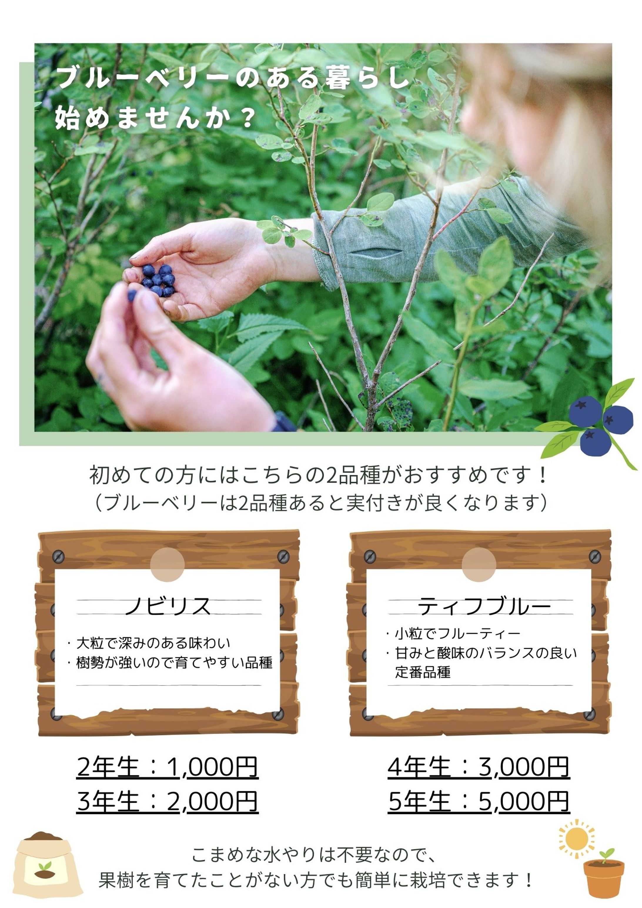 マルシェ出店用ブルーベリーのPOP-1