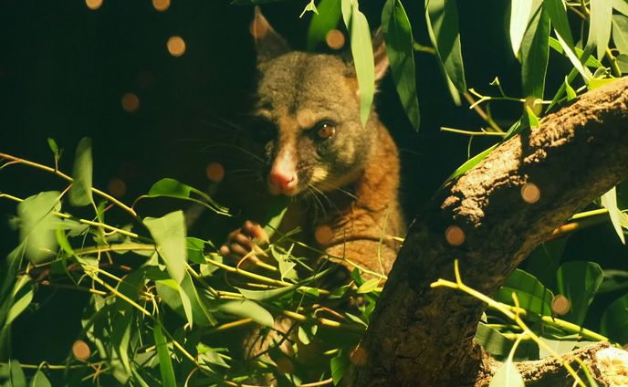 多摩動物公園の仲間