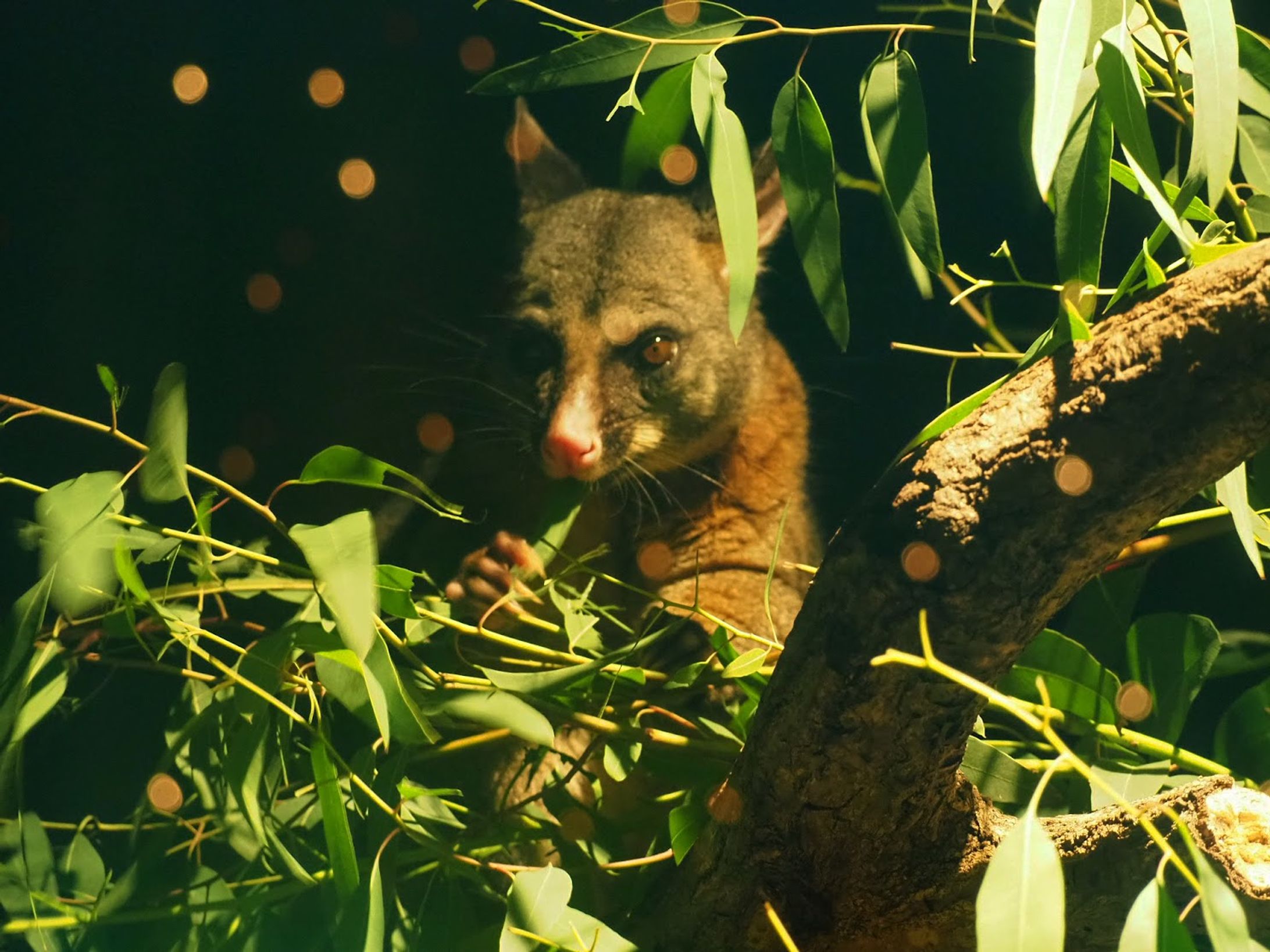多摩動物公園の仲間-1