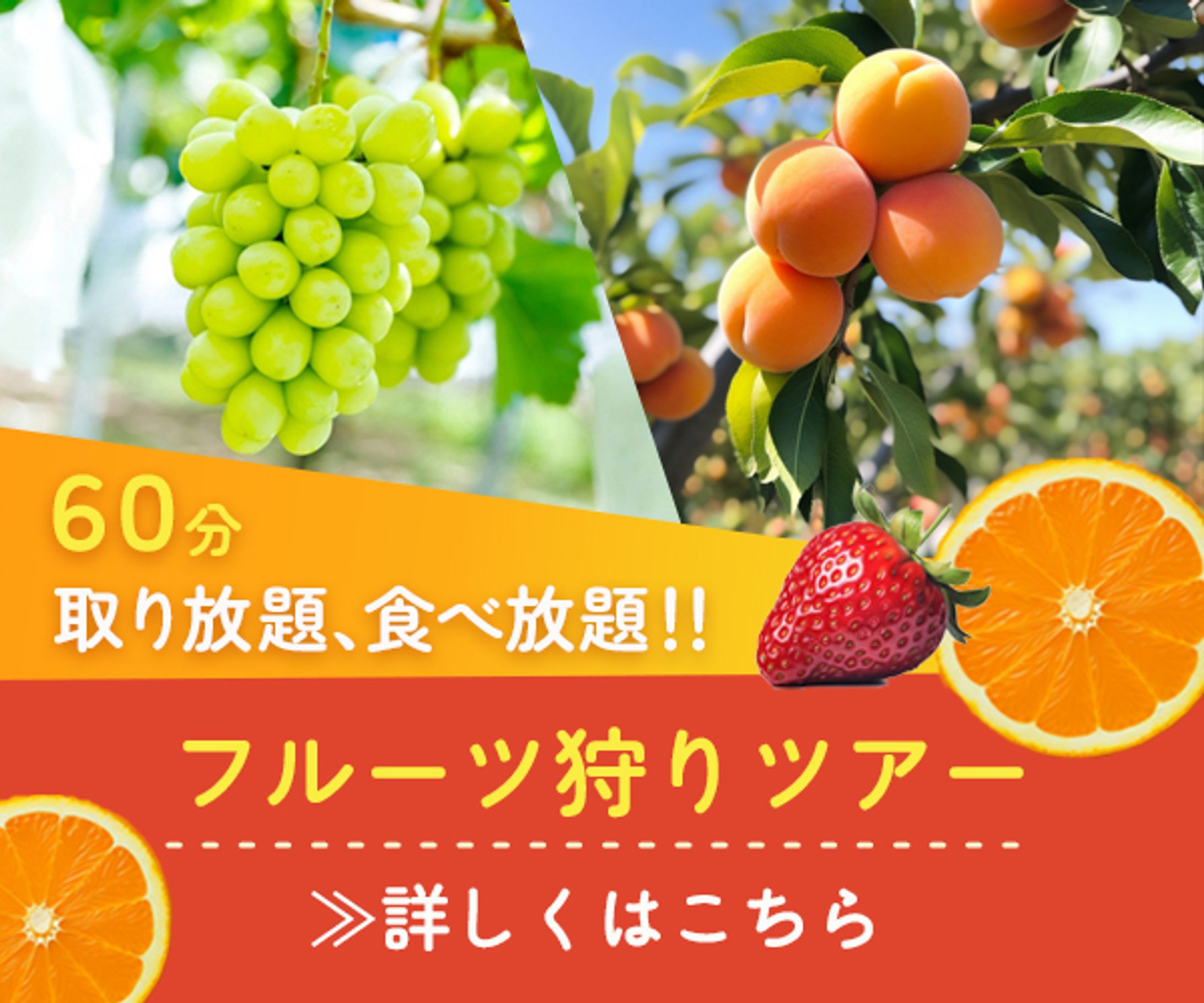 フルーツ狩りツアーバナー-1