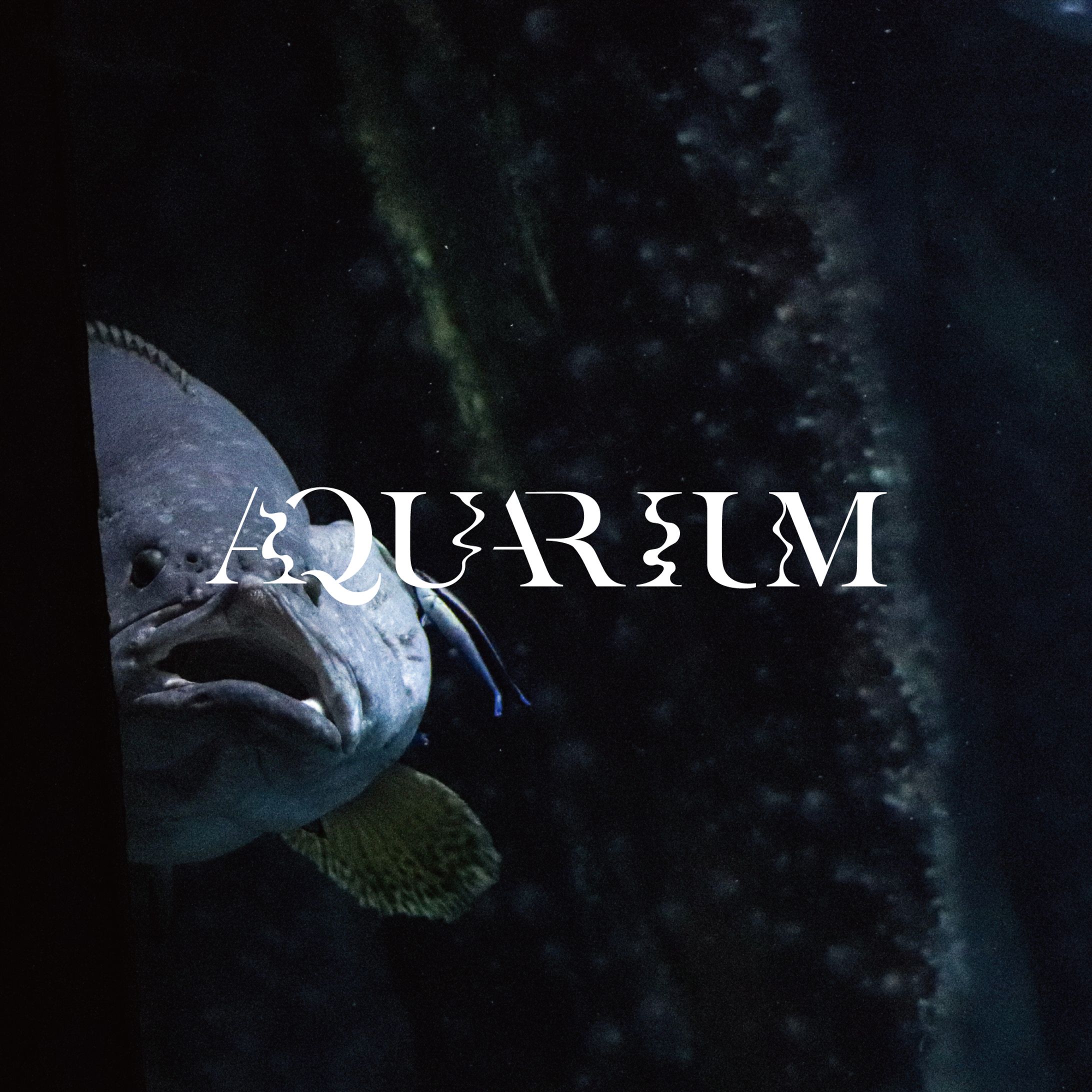 AQUARIUM🐟🐡-1