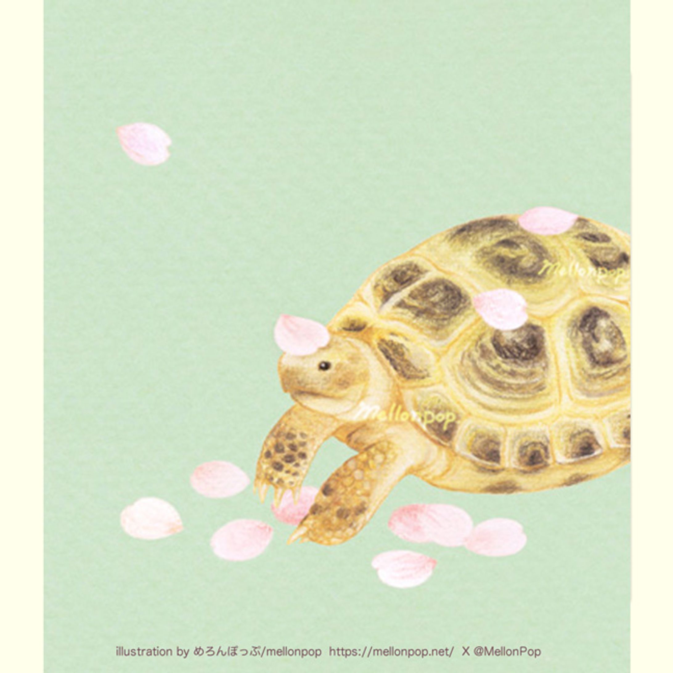 花びらとヨツユビリクガメ-1