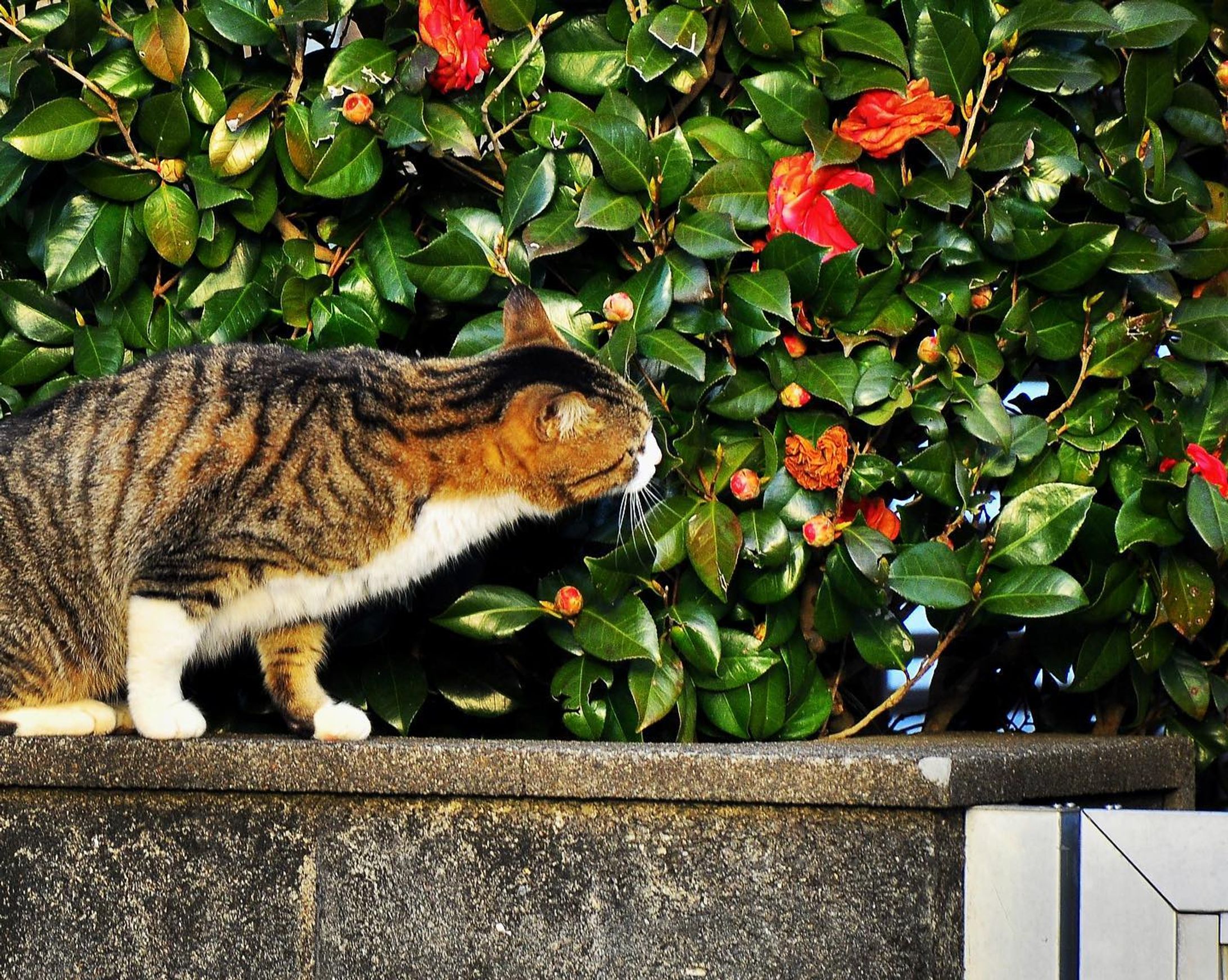 誰のハートだろうね

#猫 
#ねこ 
#ネコ 
#cat 
#椿 
#ハート 
#heart 
#バレンタイン 
#バレンタインデー 
#valentine 
#鹿児島 
#薩摩川内市 
#nikon 
#nikond90 
#nikoncreators-1