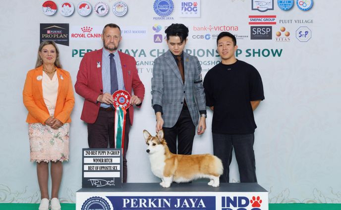 Royal RR The Authentic Cadence