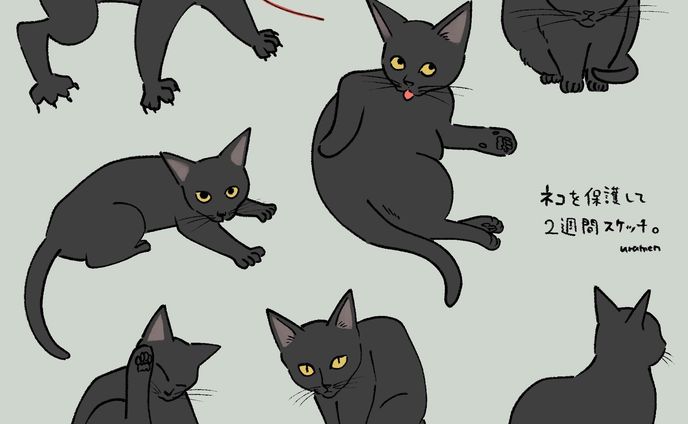 今日で猫を保護して２週間経ちました。撮り溜めた写真でスケッチ✍️
里親さんも決まりそうです！
いつか私も飼えるよう頑張る…
#illustration #イラスト #保護猫 #cat #習作 #イラストレーション #スケッチ #sketch