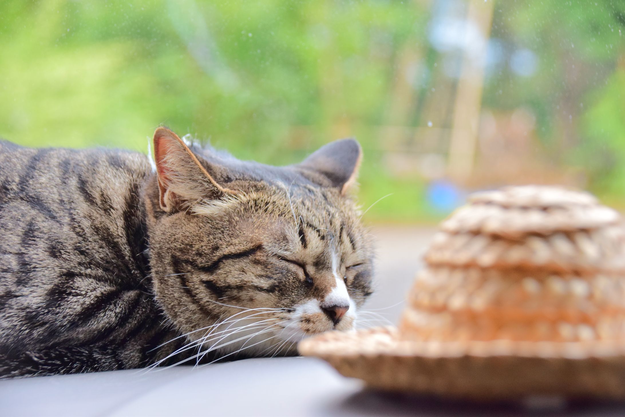 【写真撮影】動物フォト-1