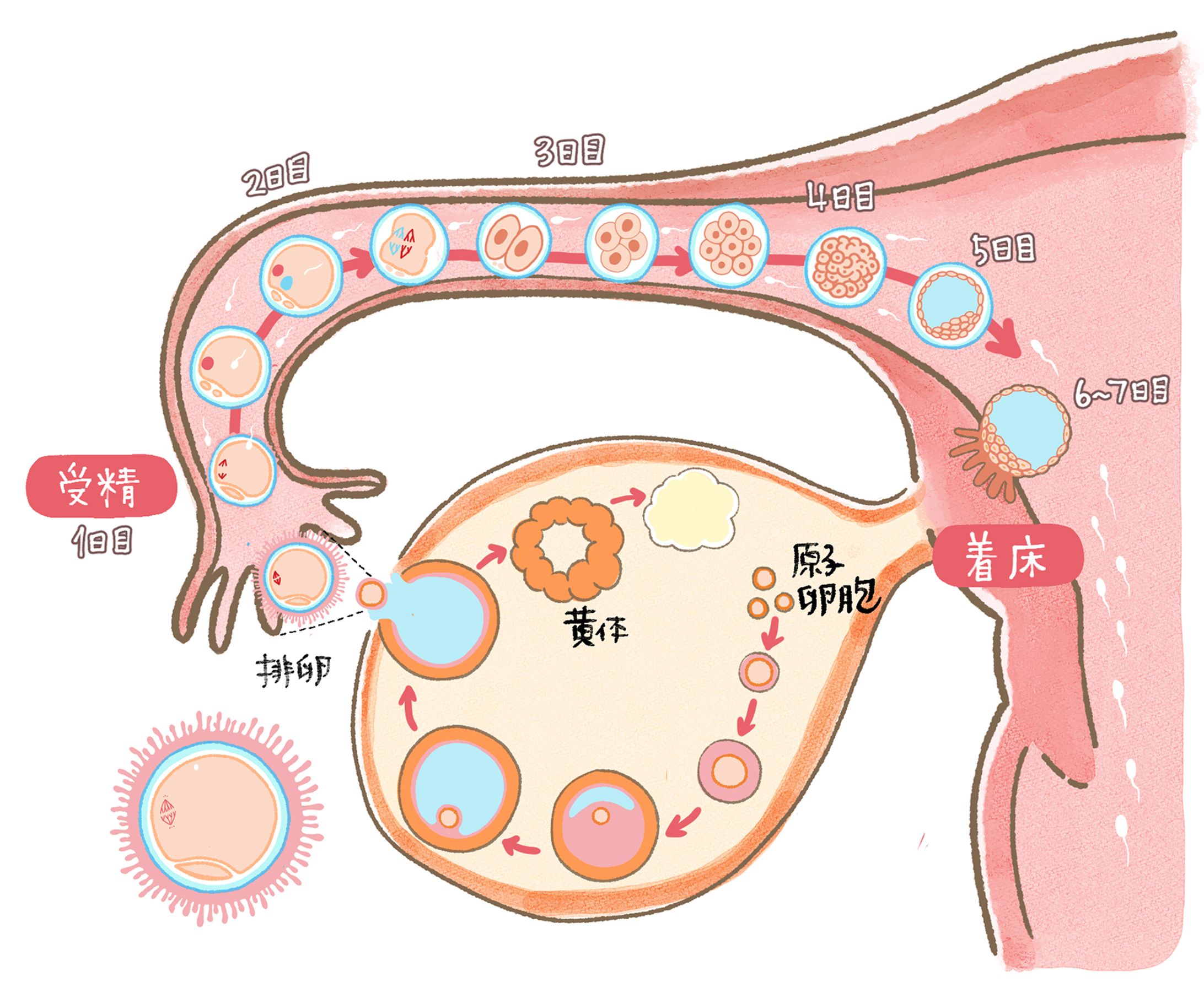 排卵から着床まで-1