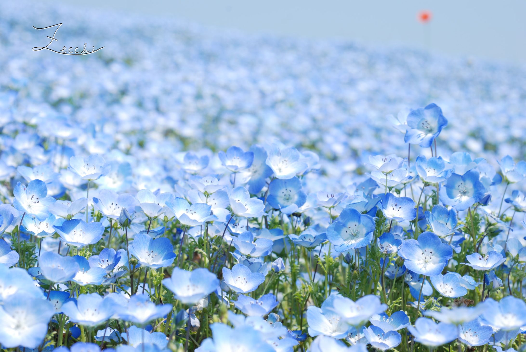 花-1