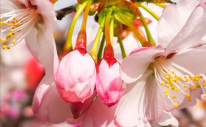 地元の名所で撮影した桜⑤