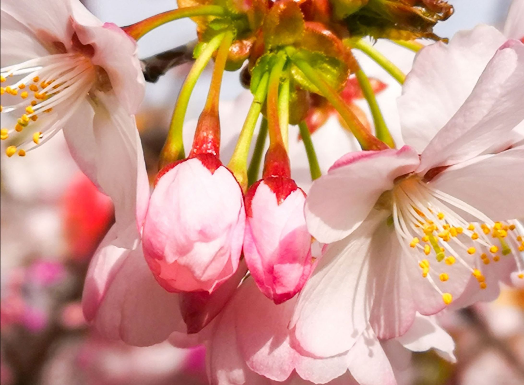 地元の名所で撮影した桜⑤-1