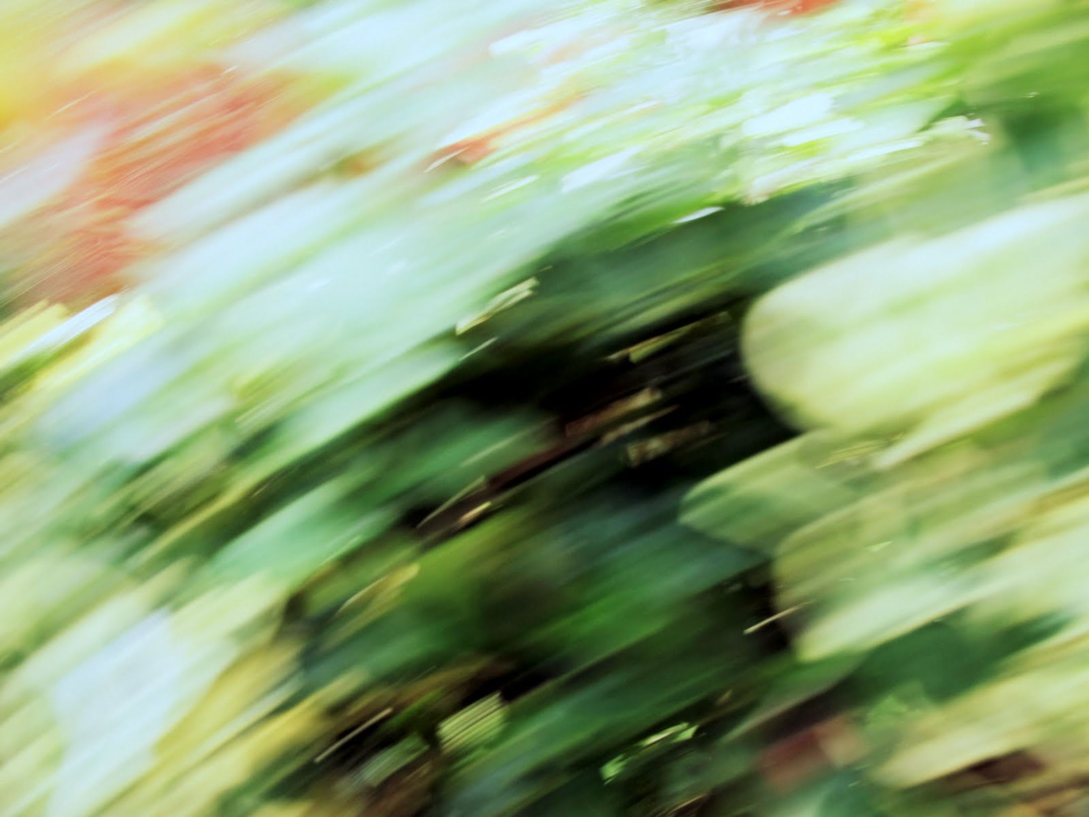 NATURE photograph-1