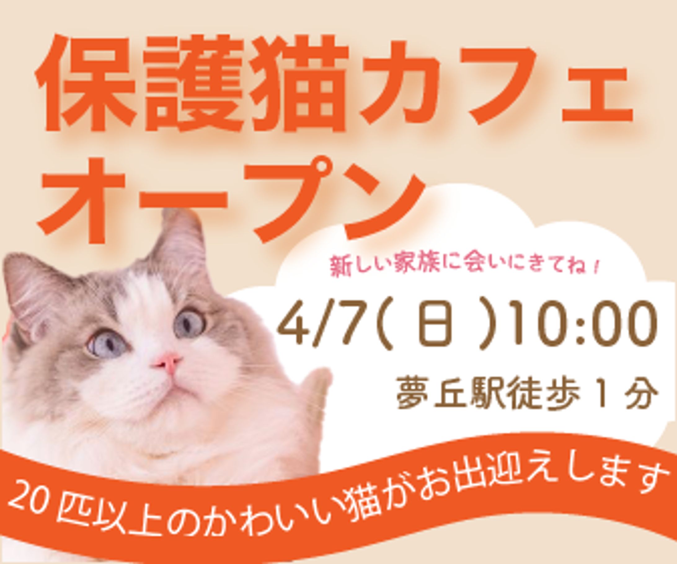 保護猫カフェの広告バナー-1