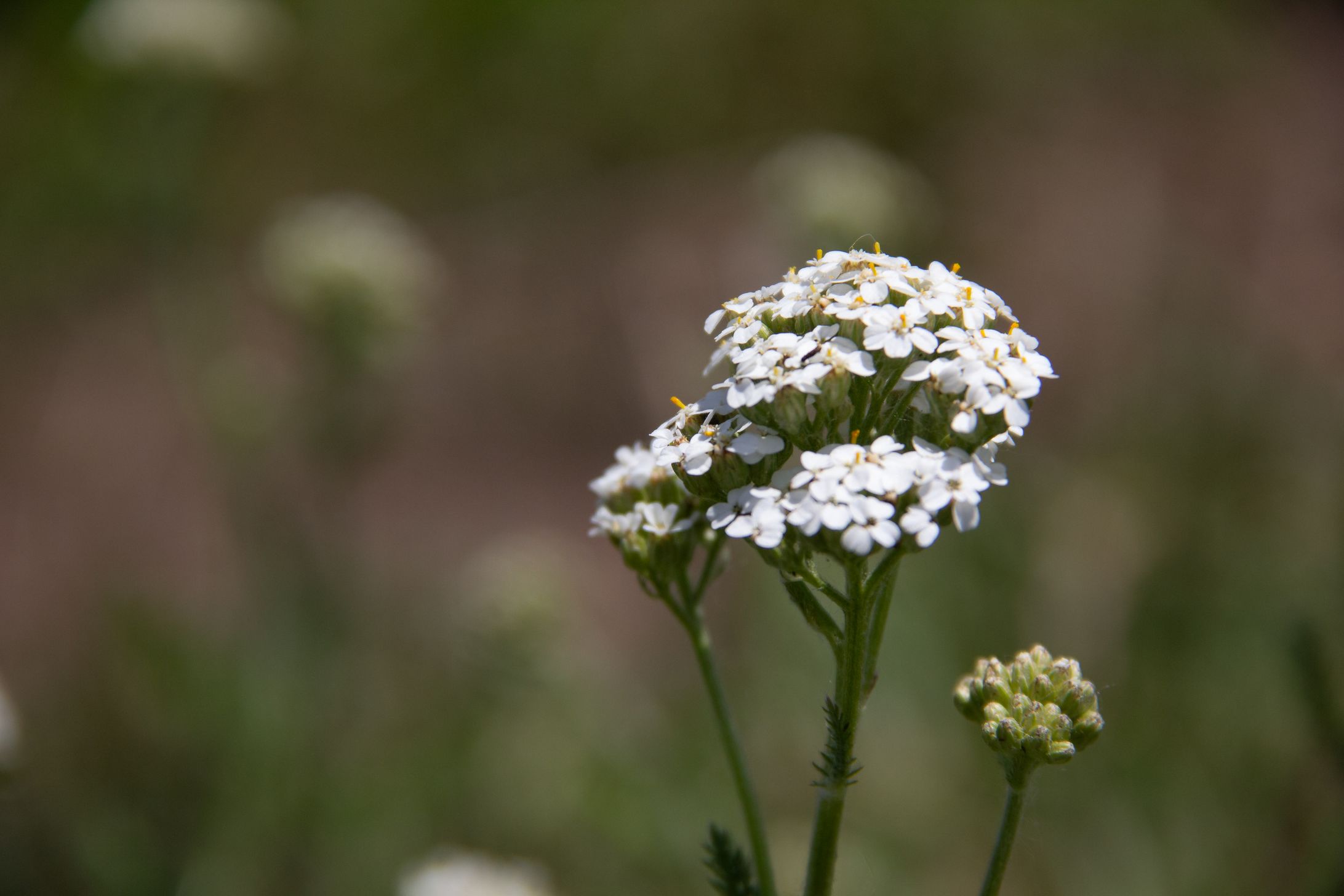 Yarrow-1