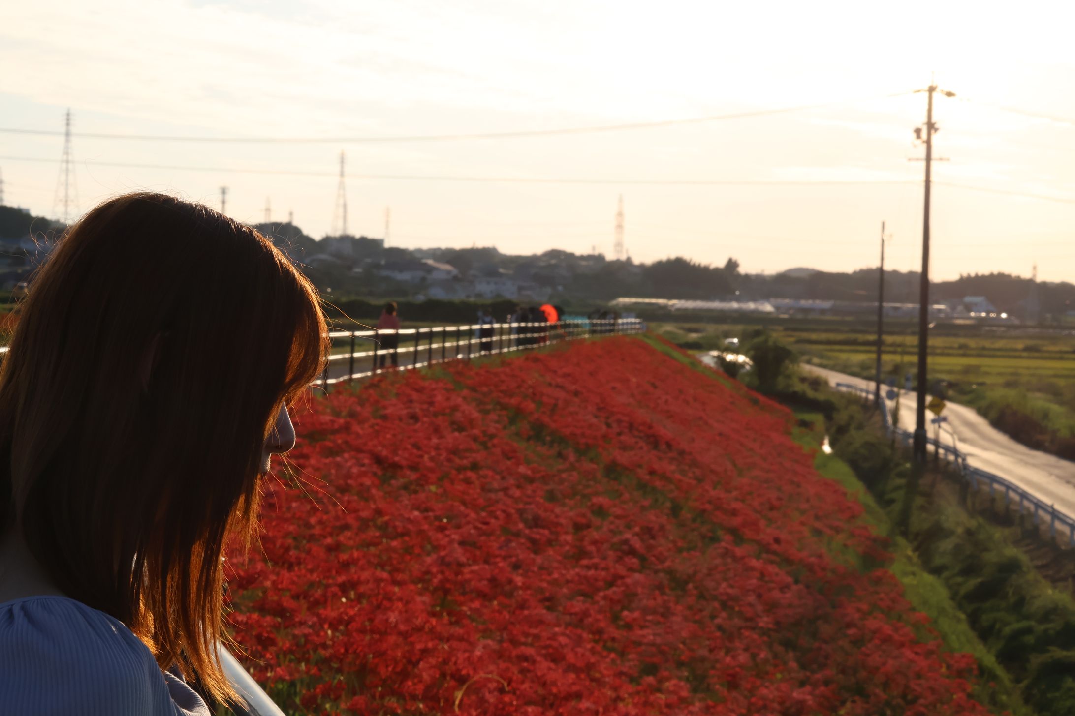 夕焼けと彼岸花-1