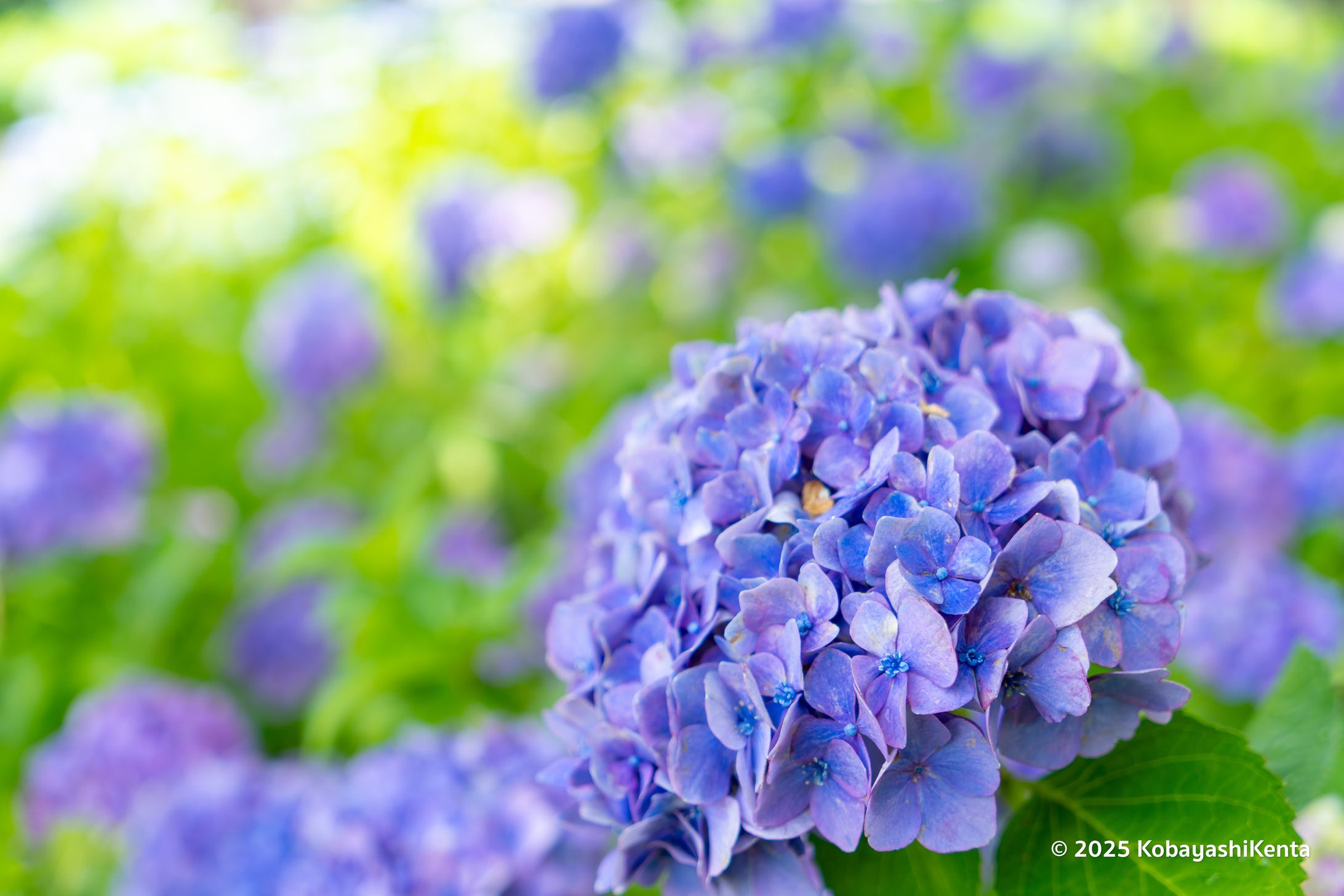 紫陽花とアナベル-1