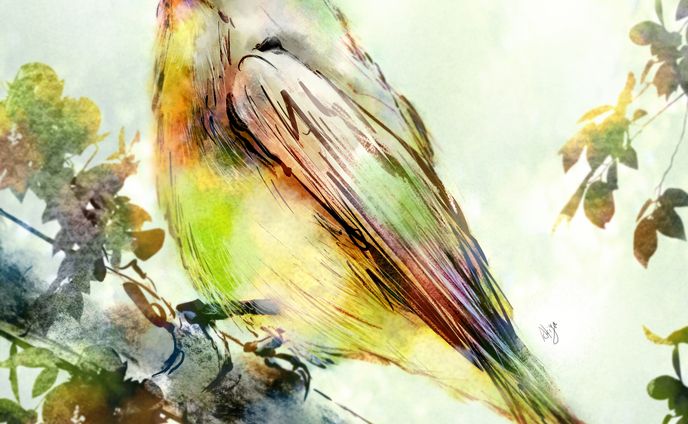 Narcissus Flycatcher