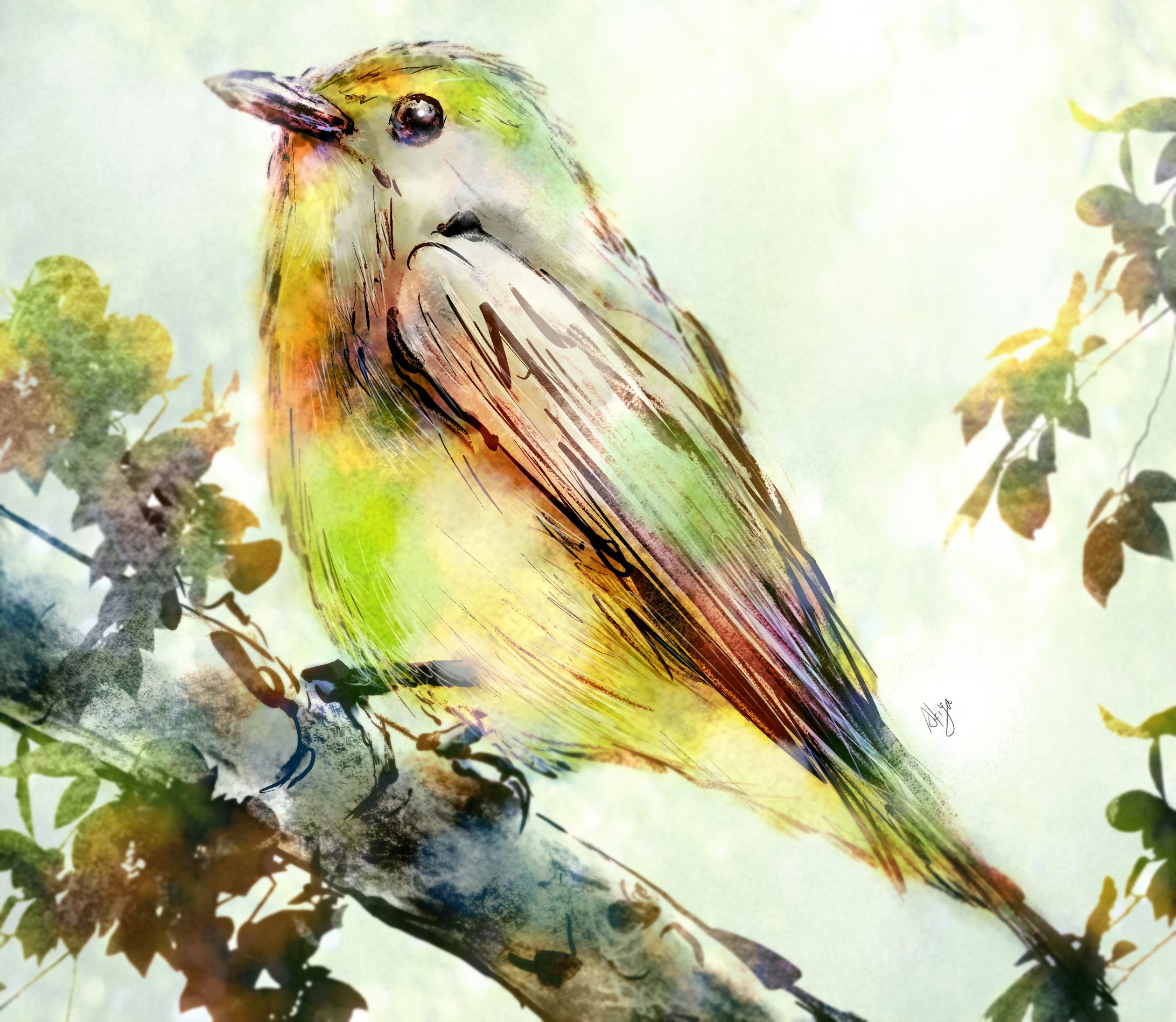 Narcissus Flycatcher-1