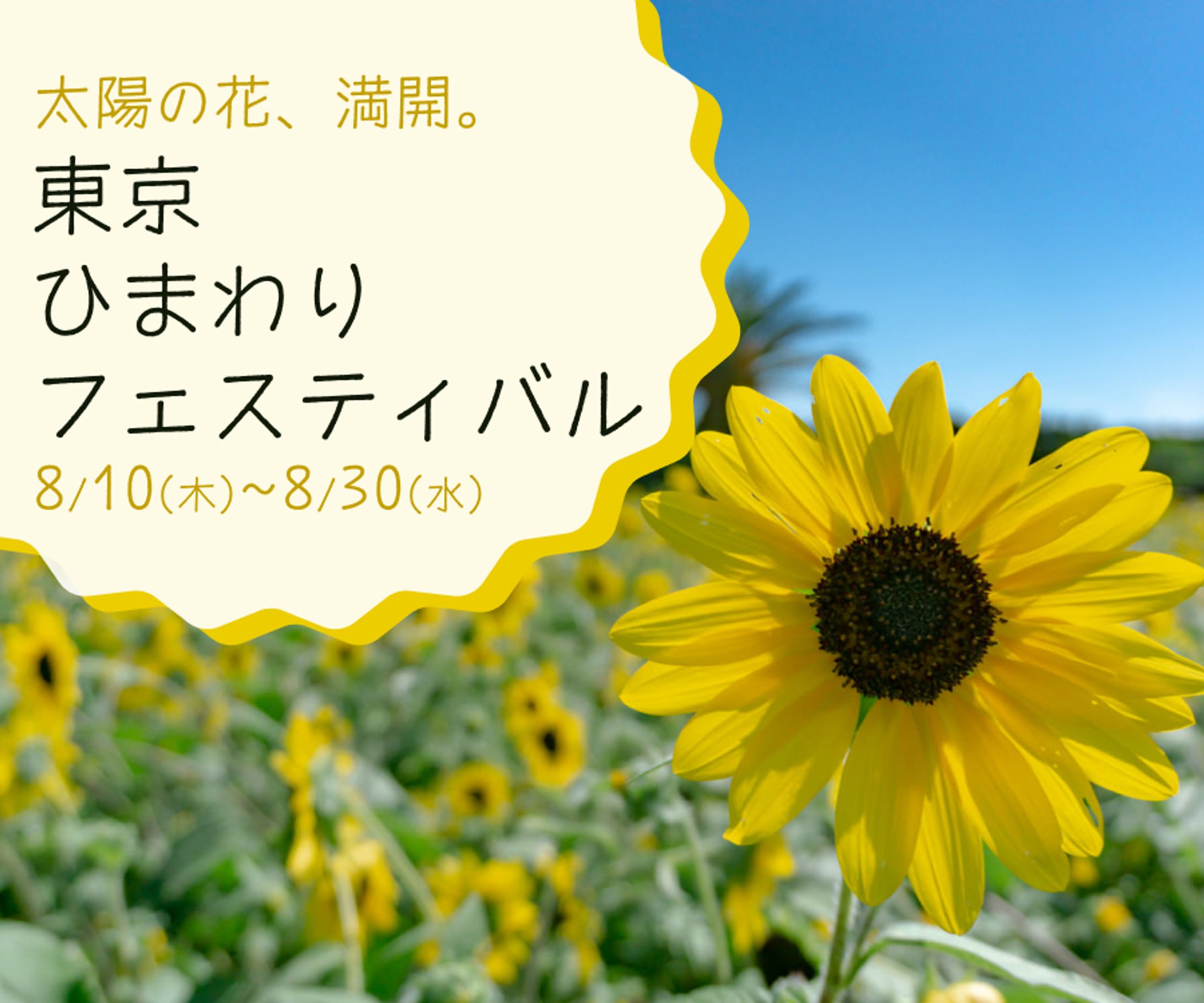 (架空案件)東京ひまわりフェスティバル(3案)-1