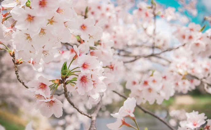 2022 桜