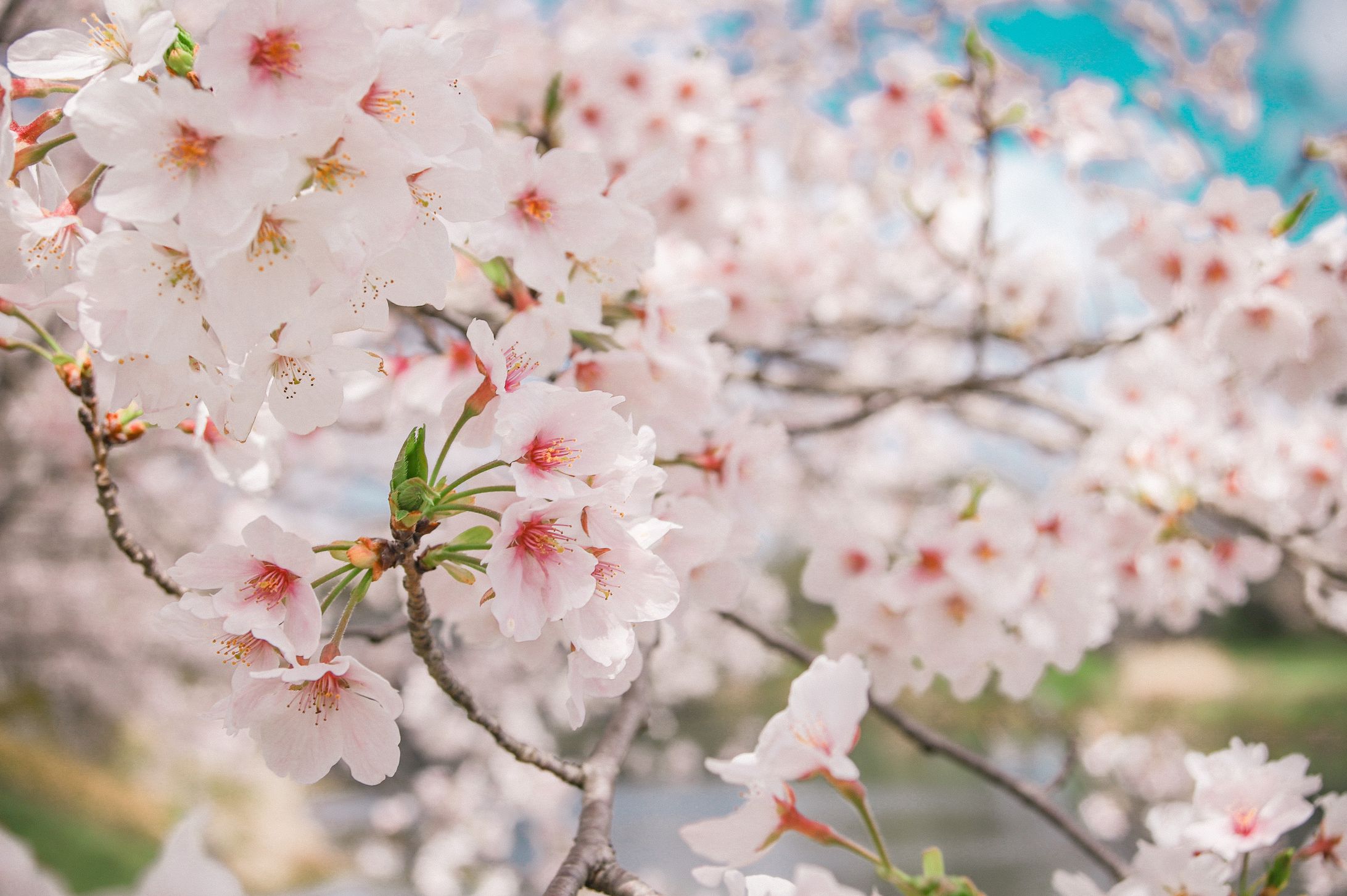2022 桜-1