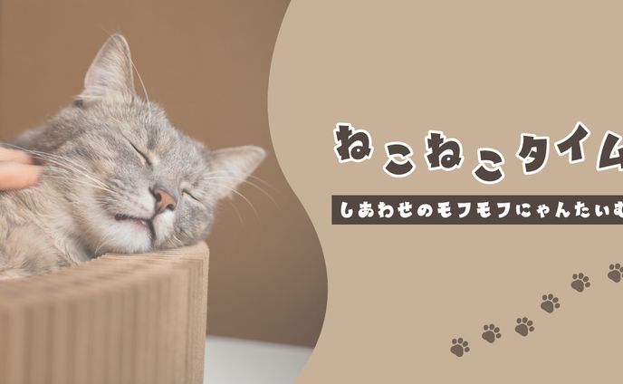 ねこねこタイム