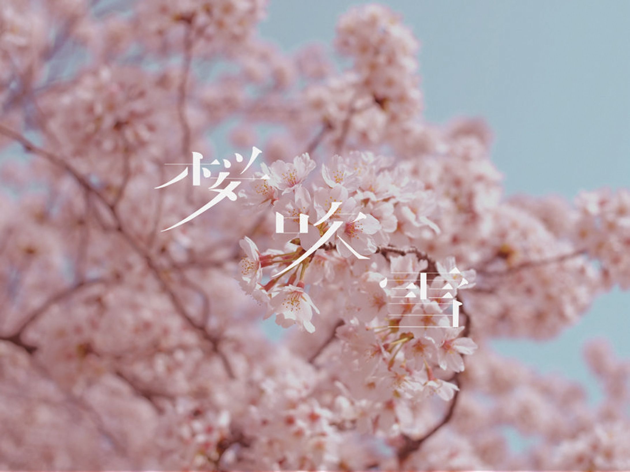 作字　桜吹雪-1