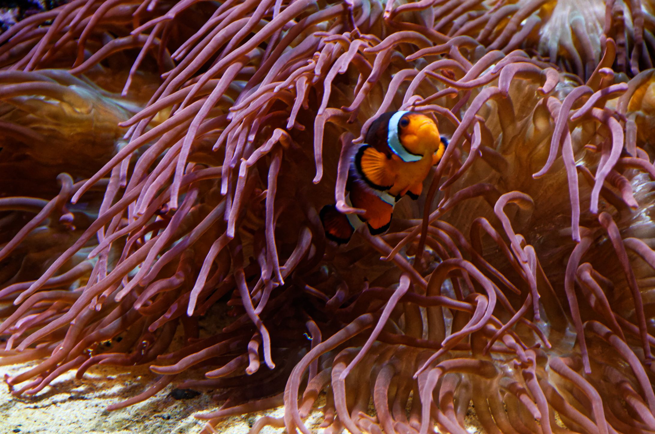 Photography [Vancouver Aquarium]-1