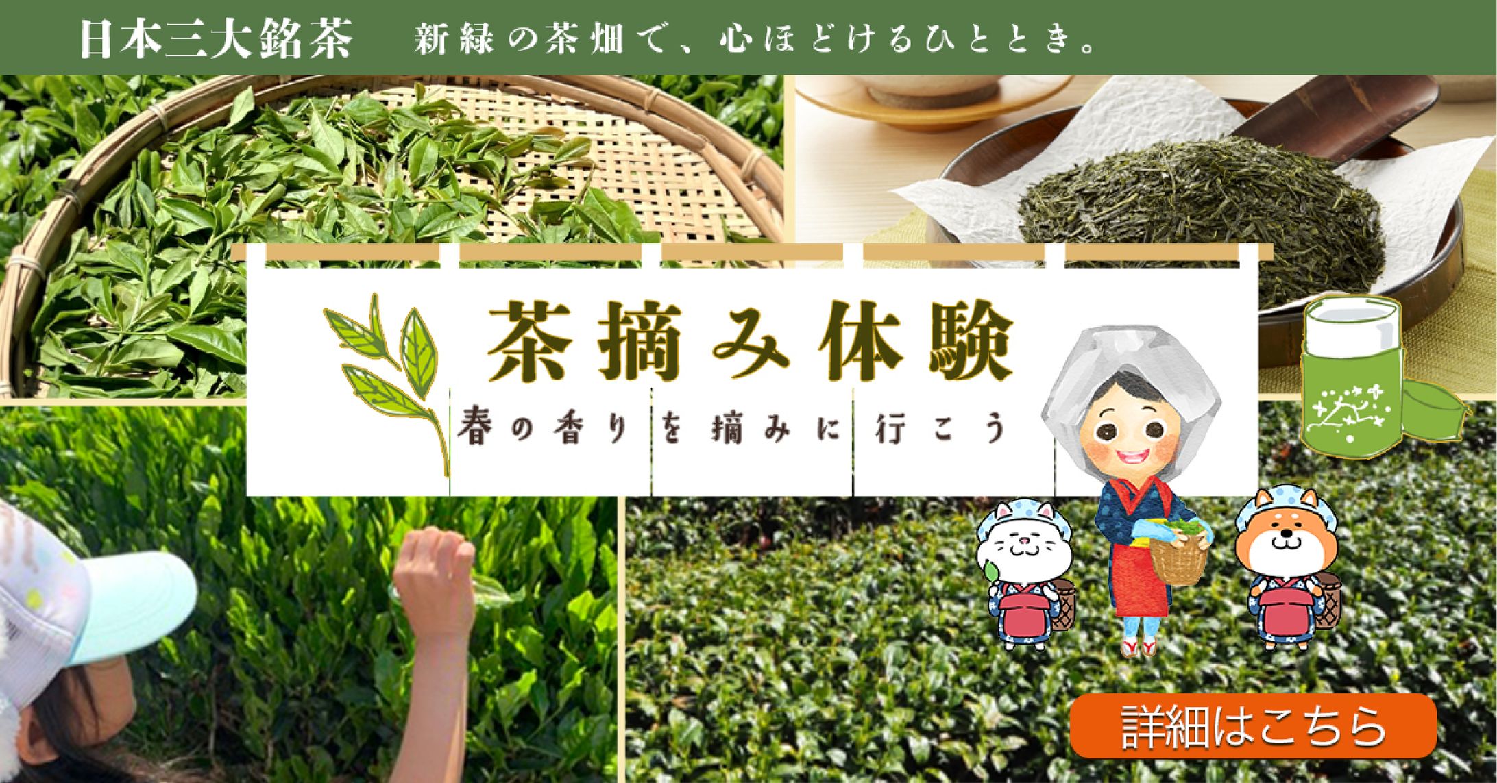 茶摘み体験バナー（架空）-1