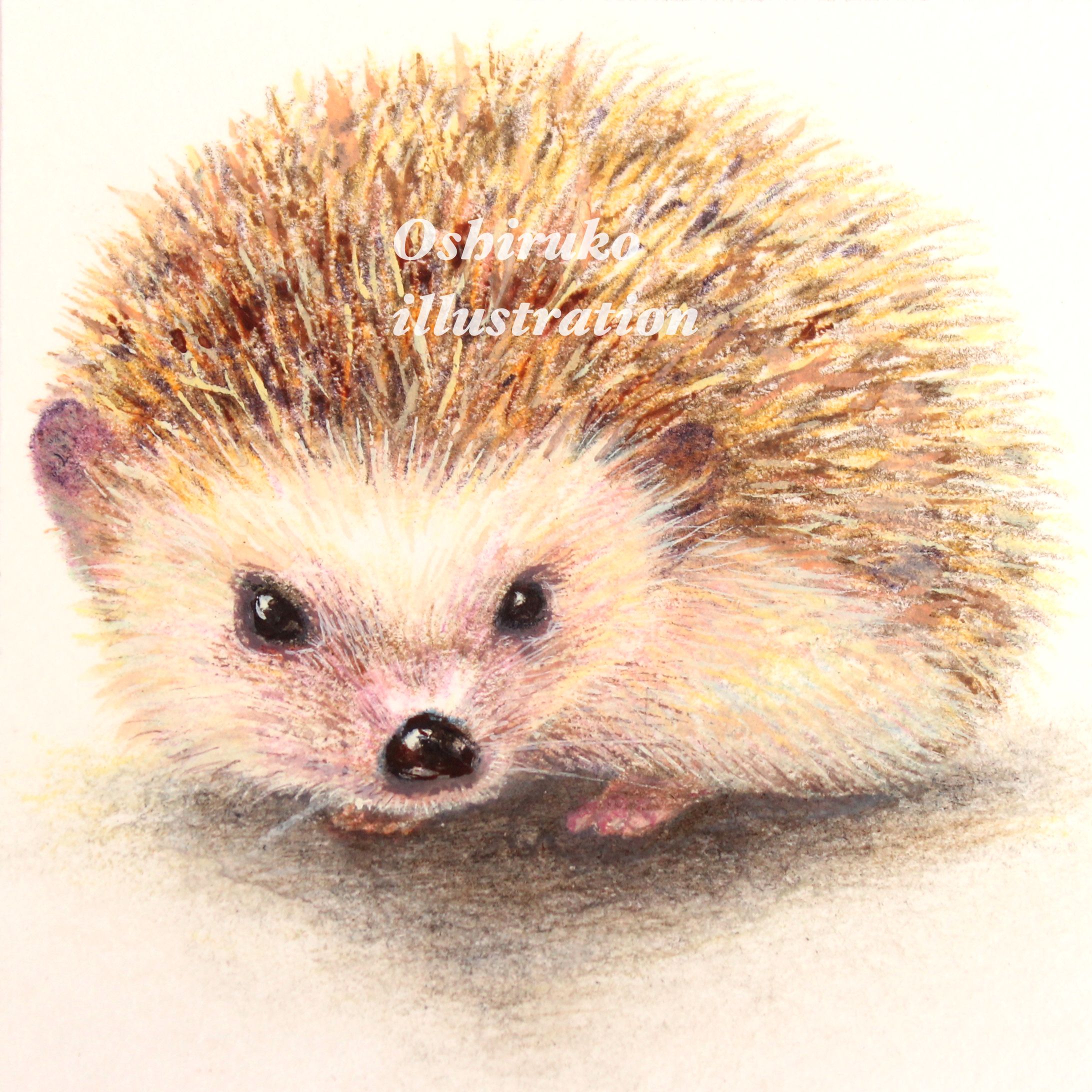 ハリネズミのすももちゃん｜色鉛筆イラスト-1