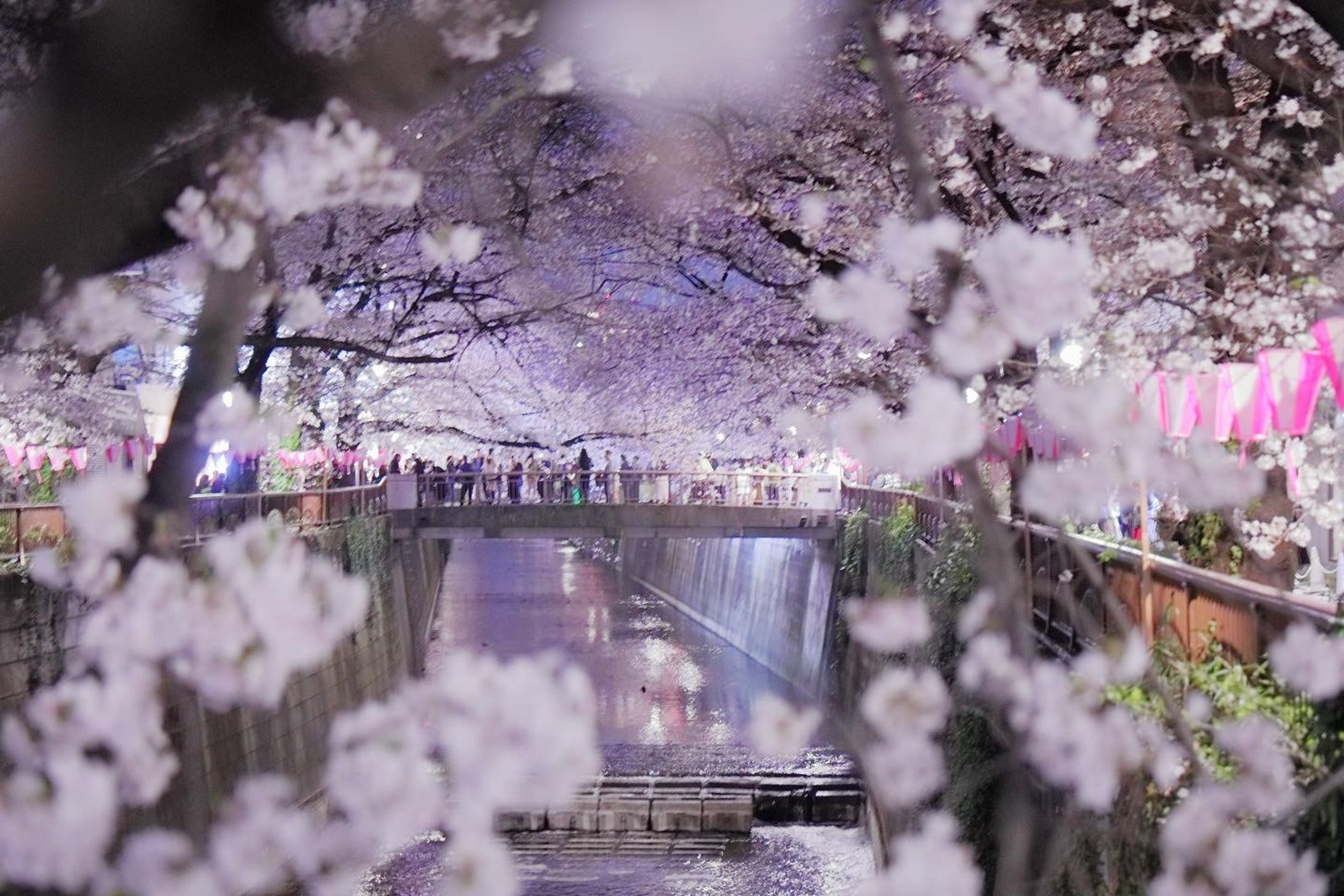 東京の夜桜-1