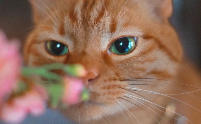 【和音一家】ぷぷちゃん