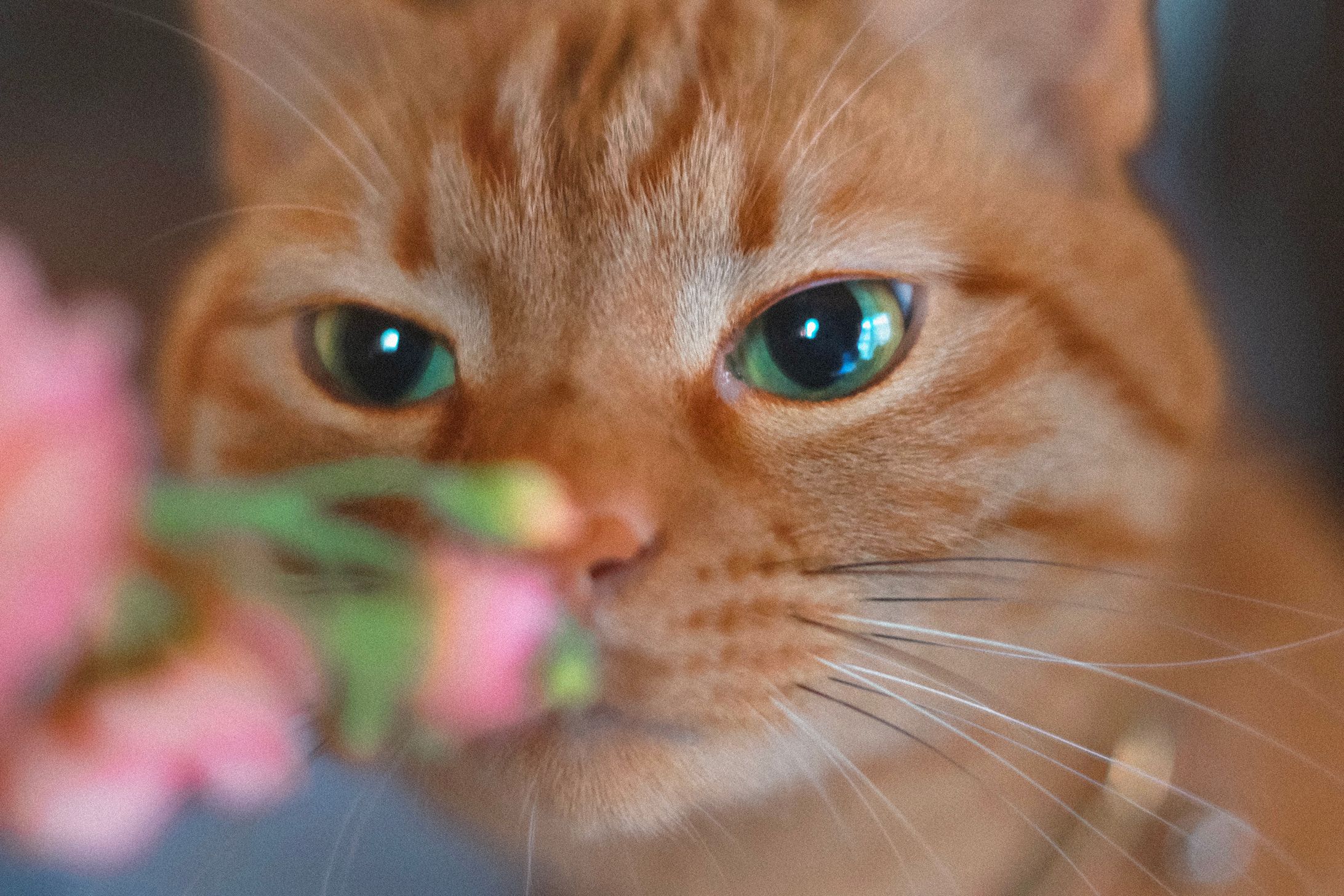 【和音一家】ぷぷちゃん-1