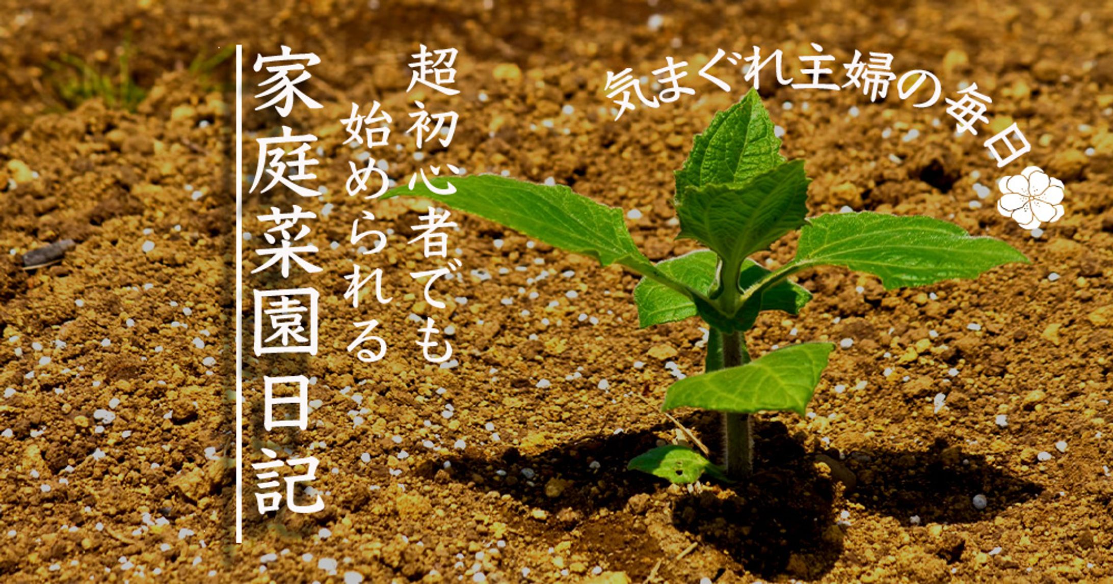 ブログ　アイキャッチ-1