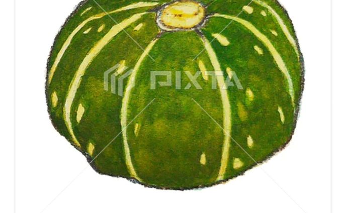 ⁡■【秋冬のお野菜】
ハロウィン…じゃないほうの、かぼちゃです！
⁡
⁡素材イラストとしてPIXTAさまにて販売中〜⁡
⁡よろしくお願いします⁡⁡🙇🏻‍♀️‪‪´-
⁡⁡⁡
⁡https://pixta.jp/illustration/85684711⁡
⁡⁡⁡
⁡⁡
⁡
⁡#素材イラスト #pixta #かぼちゃ #pumpkin #squash #watercolors #水彩色鉛筆 #illustration #イラスト #クライアントさんと繋がりたい #挿絵 #出版社さんと繋がりたい  #食べ物イラスト #野菜イラスト #雑誌のお仕事をしたいです #飲食店さんを応援したい #書籍のお仕事をしたい