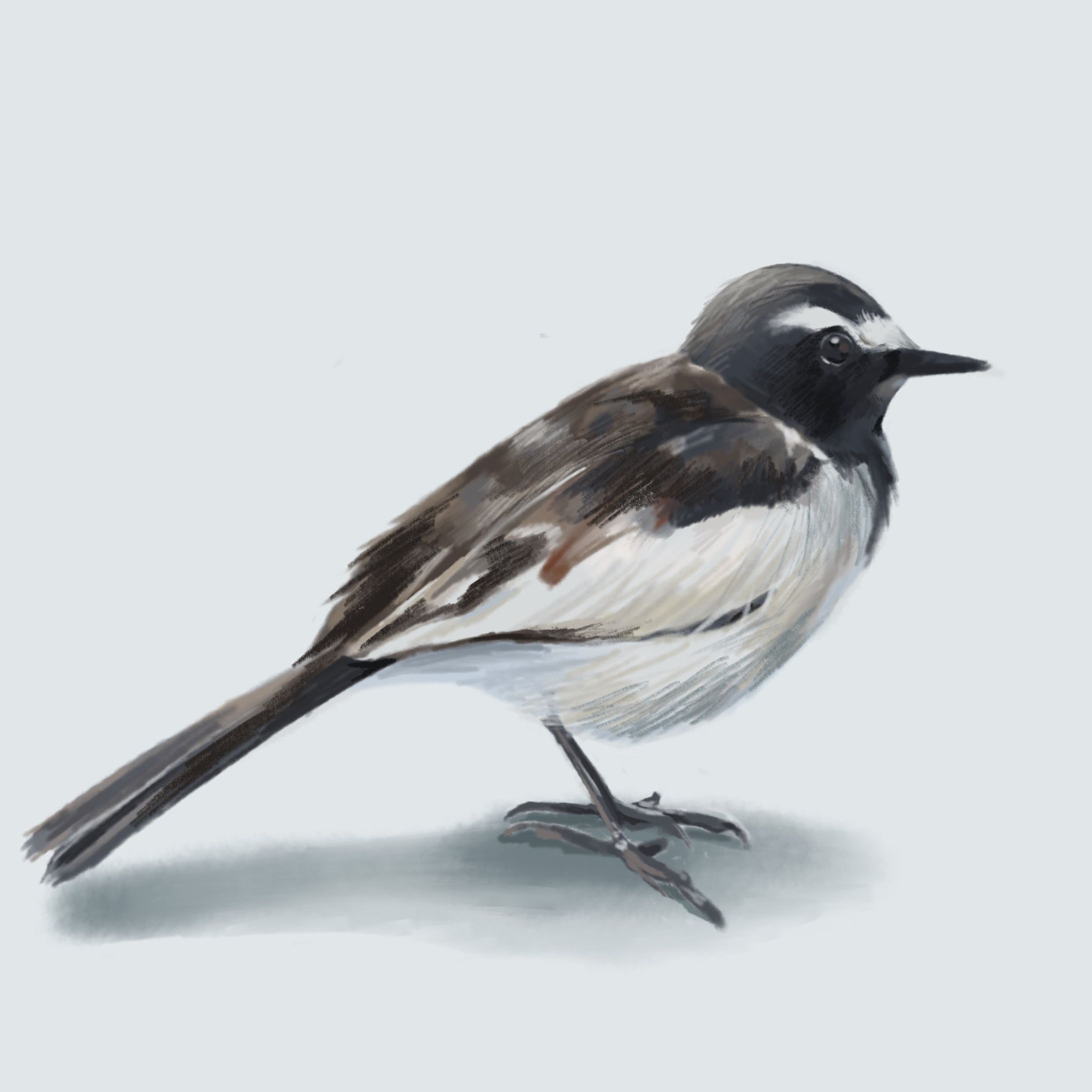 セグロセキレイ-1