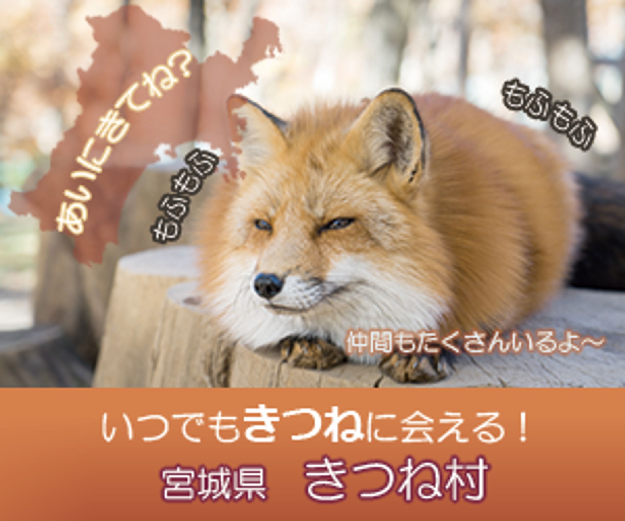 広告バナー　きつね-1