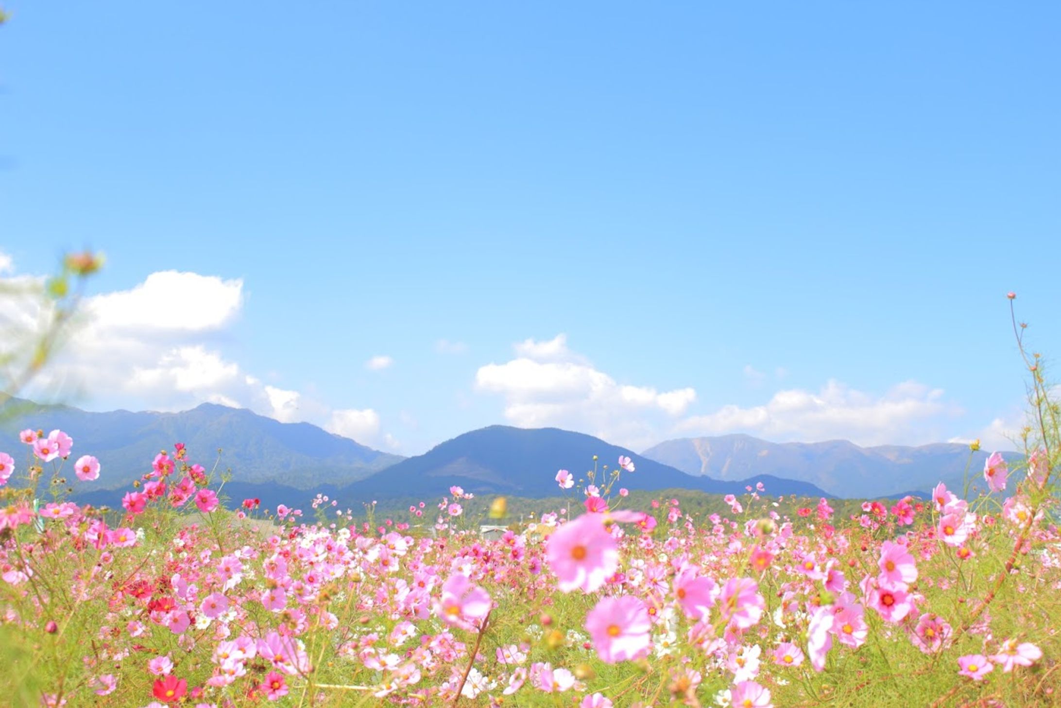 Nature-1