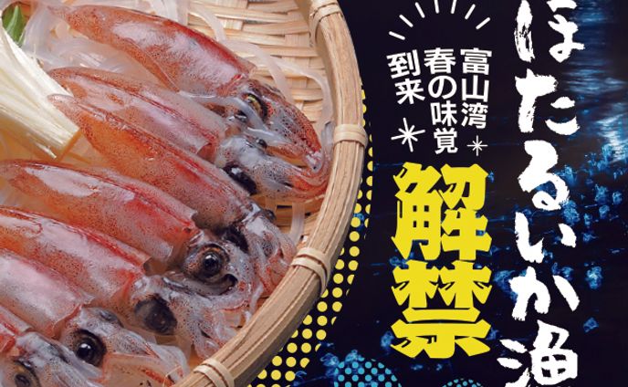 ホタルイカ漁解禁　バナー